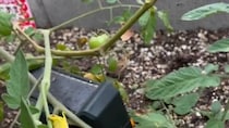 庭でトマト収穫中、「すごいもの」を発見→悲鳴を上げた正体に「むりぃぃぃぃぃぃぃ!!!」「背中ゾワゾワ」