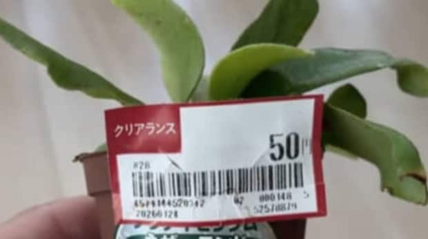 ホームセンターで処分品“50円”だった植物→持ち帰ってみると……　半年後の姿に「すごい！」「育ててみたい」