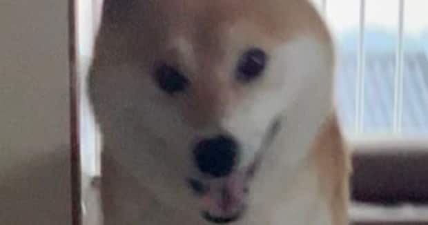 柴犬の飼い主がパンを焼こうとしたら……「すげー！」　思わず二度見の“奇跡の1枚”に「喜びが伝わる」「嬉しさが爆発してます」