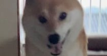 柴犬の飼い主がパンを焼こうとしたら……「すげー！」　思わず二度見の“奇跡の1枚”に「喜びが伝わる」「嬉しさが爆発してます」