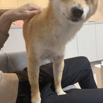 愛犬に「散歩に行く？」と質問→顔を見ると……　「人の言葉理解している」120万表示の“衝撃の表情”に「わんこ側がその表情するんだ」