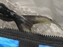 「食べきれないからもらってくれませんか」→渡されたバッグを開けてみたら……　“驚きの中身”に「今年一番笑ったかもしれんwww」