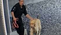 愛犬がなかなかトイレをしない→パパが不思議に思った次の瞬間……　防犯カメラが捉えた“驚きの光景”に「犬の能力恐るべし」