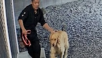 【動画】ワンコの反応