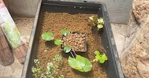 【動画】ビオトープの様子