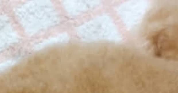 愛犬の毛の“分け目”を、頭からお尻までつなげたら……　衝撃的すぎる姿に「えーと？いぬ？」「ウインナー挟むんでしょ？」