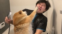飼い主「大人しくシャワーさせてくれる柴犬」→「どこがやねん！笑」「声出してワロタ」　絶対に笑うお風呂の一部始終が96万再生