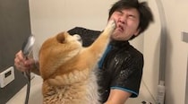 【画像】大人しい柴犬