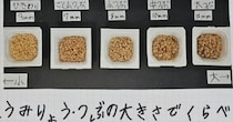 小2娘が納豆の自由研究→納豆メーカーに送ってみると……　驚がくの内容で予想外の展開へ「学会発表にできそう」「就職できそう」