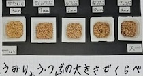 【画像】完成した自由研究
