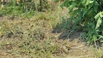 外が暑くて放置していた畑をふと見ると……「え!?」　驚がくの光景に「す、すごい」「羨ましい！」