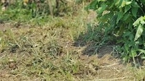 【画像】お世話不足の畑の様子