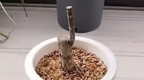 【動画】まさかの姿