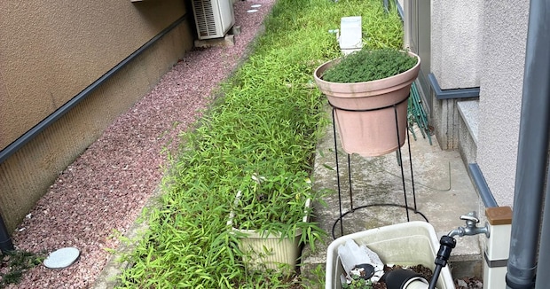 ボーボーの雑草をパパが1人で草むしりすると……　驚がくの光景に「これは素晴らしい！」「草むしり検定一発合格！」