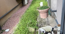 ボーボーの雑草をパパが1人で草むしりすると……　驚がくの光景に「これは素晴らしい！」「草むしり検定一発合格！」