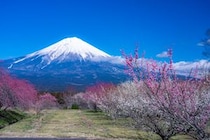 「最高の宿でした！」　“静岡県の美食の宿”ランキングを紹介！「知って以来、伊豆でのお泊まりは必ずここ」「良いお値段しますが、それ以上に満足」