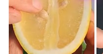 どこでも買える普通のレモン→種取り出して1週間後……　驚きの光景に「素晴らしい！」「試してみます」【海外】