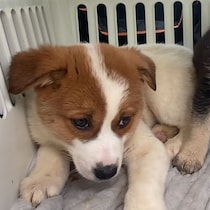 処分におびえた“保護犬”→愛情いっぱいに育てたら……　1年後の姿に「本当にあっという間」「優しい世界」