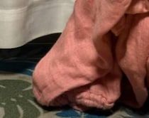 お風呂上がりに「パジャマがない！と思ったらこれ」　予想外の“犯人”に「悪い顔」「かまってちゃんですね」
