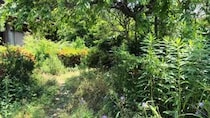 【動画】抜いたあとの庭