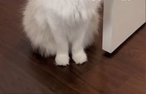 【画像】パパを見る表情