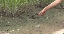 【画像】“泥の塊”を守ったら……