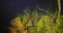 【画像】琵琶湖に潜ったら……