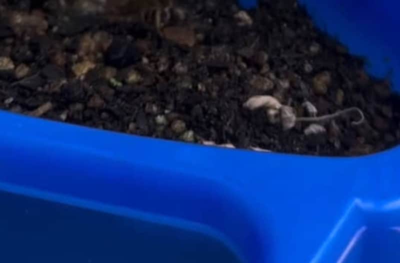 ママ「このやり方で合ってるん？」小2息子のミニトマトを見たら……　思わず二度見の光景が「斬新」「うちの娘もこれです！」と118万再生