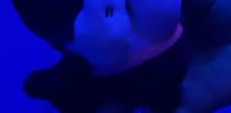 映画ちいかわ「セイレーン」のぬいぐるみ→水族館で取り出したら……　「こここここれは怖い」驚きの光景が400万表示「投げ落としそう」