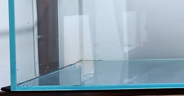 空っぽだった“大きな水槽”→150日後…… 信じられない光景に「わあ!」「すごすぎる」「見惚れてしまいます」