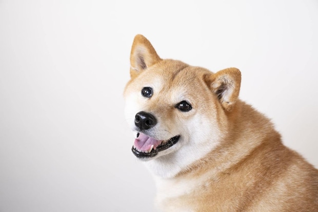 【男性が選ぶ】老後に飼いたいと思う「犬種」ランキング！　2位は「秋田犬」、1位は？