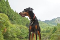 【女性に聞いた】最強にかっこいい「犬種」ランキングTOP30！　第1位は「ドーベルマン」【2026年最新調査結果】