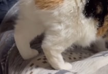 完璧な“香箱座り”を披露する猫、あまりの姿にネットもん絶　「国宝級」「これは教科書に載るレベル」