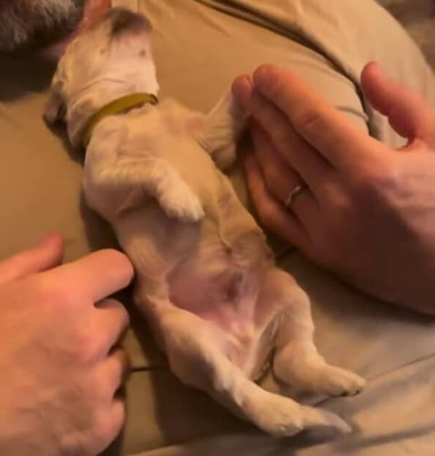 「そんなに大きくならないよね?」と言われた子犬が現在は……「なんだってええ」 1190万再生の姿に「まさか」「想像以上」【海外】