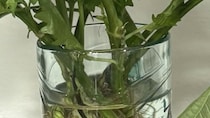 まとめ買いした大葉→水に突っ込んで放置したら……「うわー!!」「半端ないです」と147万表示