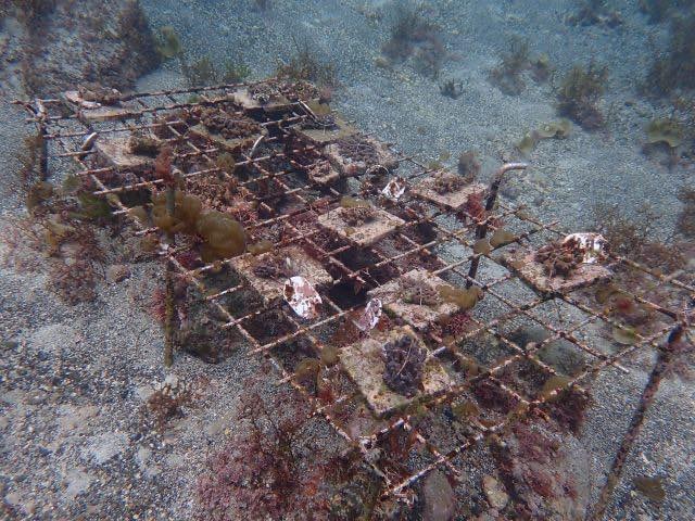 海底に設置された枠に取り付けられたサンゴ