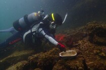 ボランティアダイバーと地域の力が生み出す持続可能な海洋環境