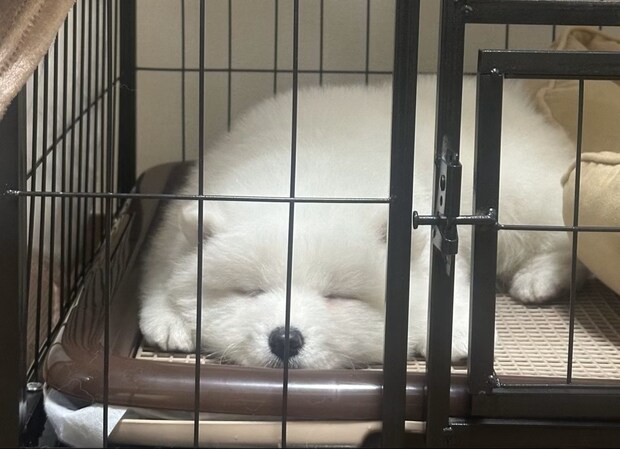 「お餅すぎる」生後2か月のサモエド。その無防備な寝顔に15万人が悶絶した理由