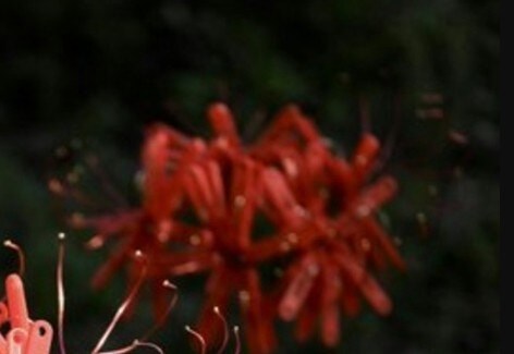 彼岸花、よく見ると→完成度がすごすぎるアート作品に24万いいね「見えました」「再現度高い」