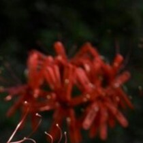 彼岸花、よく見ると→完成度がすごすぎるアート作品に24万いいね「見えました」「再現度高い」