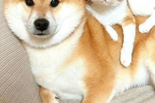 反則級の大反響!種を超えて仲良しすぎるペット→撮影したX投稿に11万いいね「見事」「尊い」