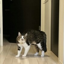 アップで見るとかわいすぎる！飼い主のくしゃみで固まる猫が20万いいね「笑った」「ドン引きしとる」