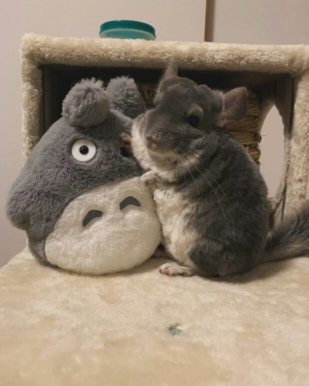 「トトロ、本物だったんだ…!」となりのトトロと“そっくり”なペットの姿に、36万人が悶絶