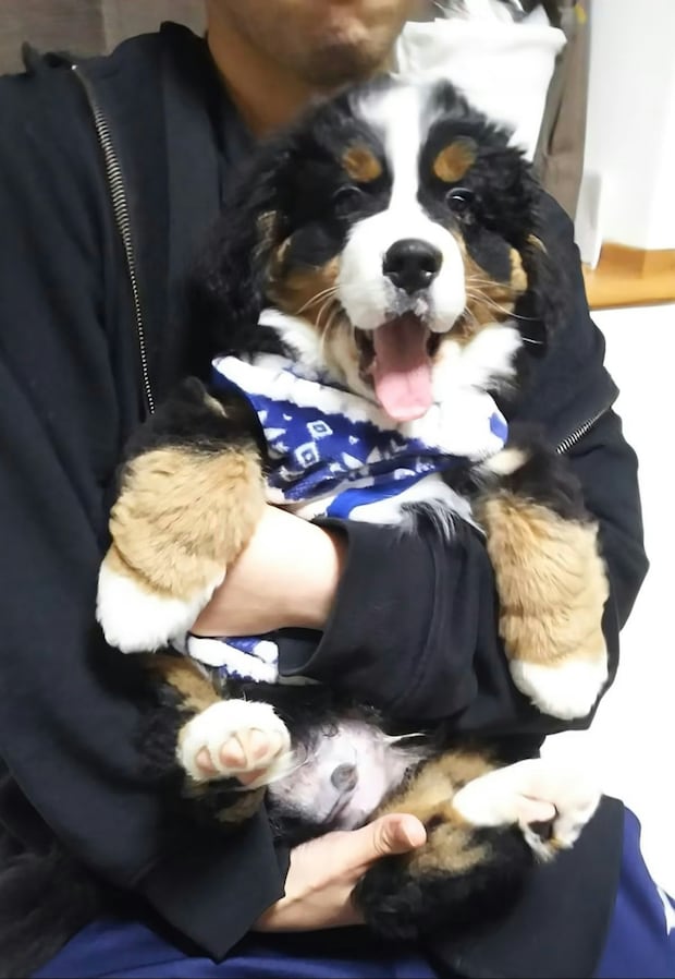 【でっか！】膝の上で寝てたのは嘘？大型犬の成長ビフォーアフターに「うちの子も」と共感の声