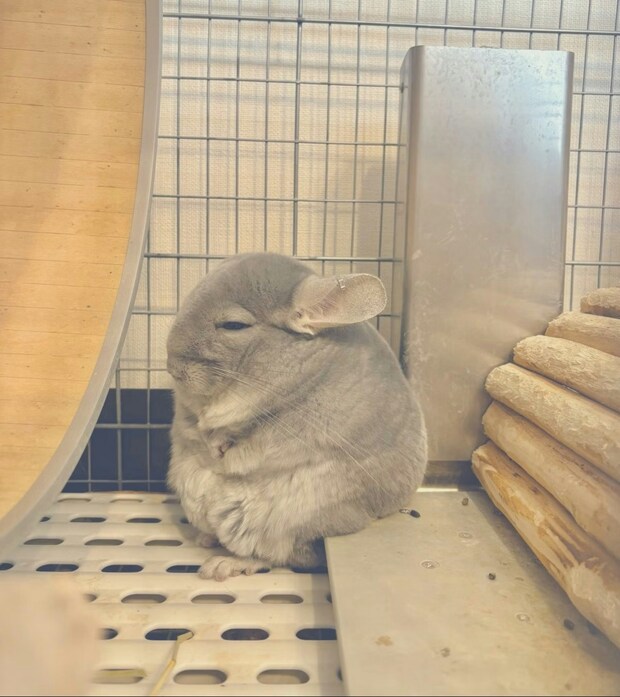 【まるで人間】ゲージで黄昏れる“悟りを開いた”チンチラ。その表情が「祖父母に似ている」と話題に