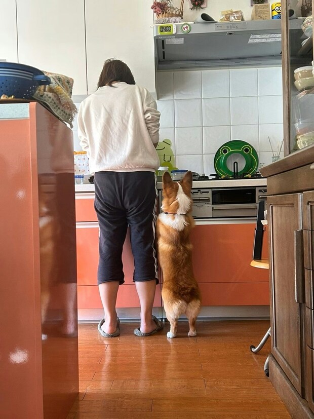 「愛情が溢れてる」娘が切り取った、コーギーと飼い主の“最高の瞬間”に感動の声