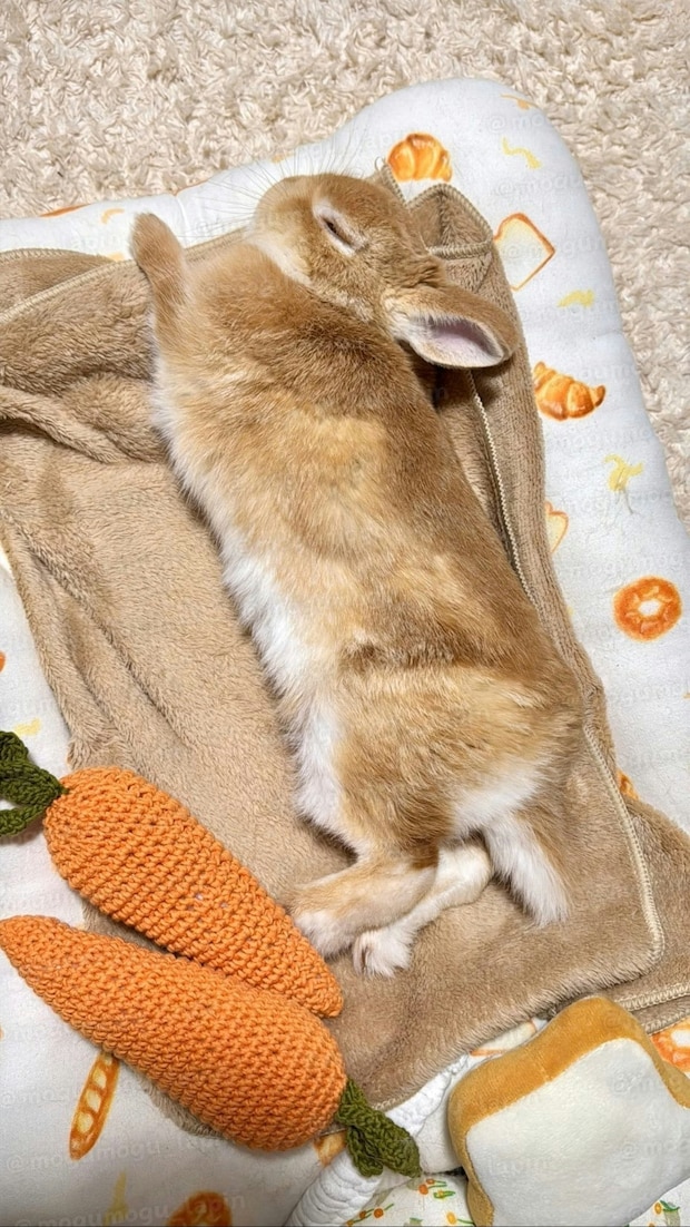 「幸せすぎて野生を忘れた」無防備すぎるウサギの寝姿に、9万人が悶絶した理由