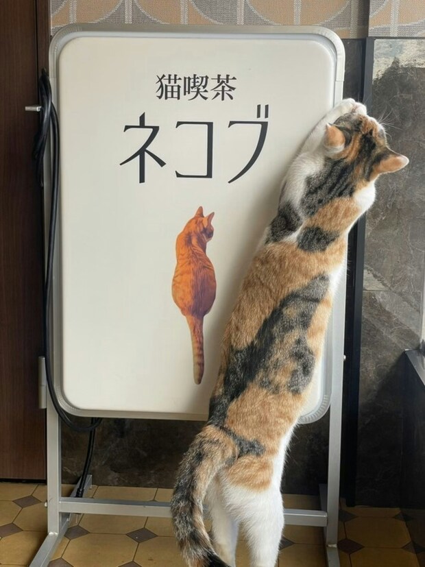 【癒やし確定】猫喫茶の“完璧すぎる看板猫”の姿に、今日も疲れた心が救われる