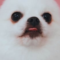 プロのカメラマンも困惑？→特徴的な耳を持つ愛犬に24万いいね「本当に…」「わかりみ深い」