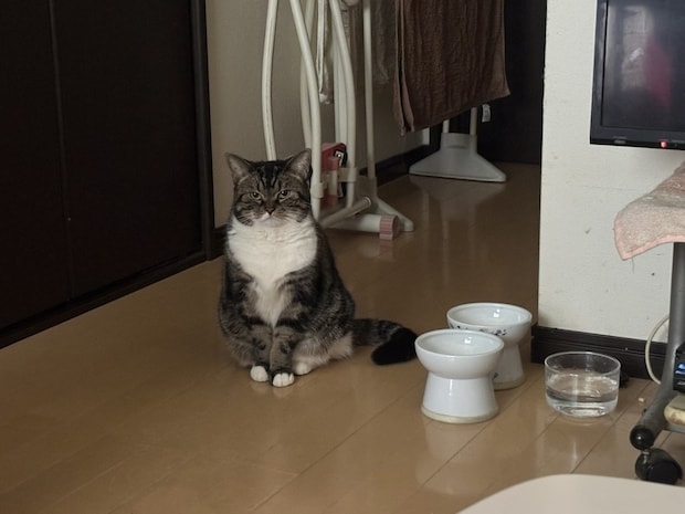 大寝坊バレた…愛猫の“無言の圧”に8.8万いいね「口がへの字で草」